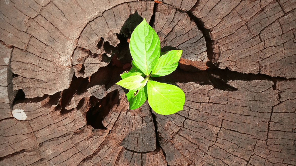 A small seedling grows out of the center of a large tree stump.