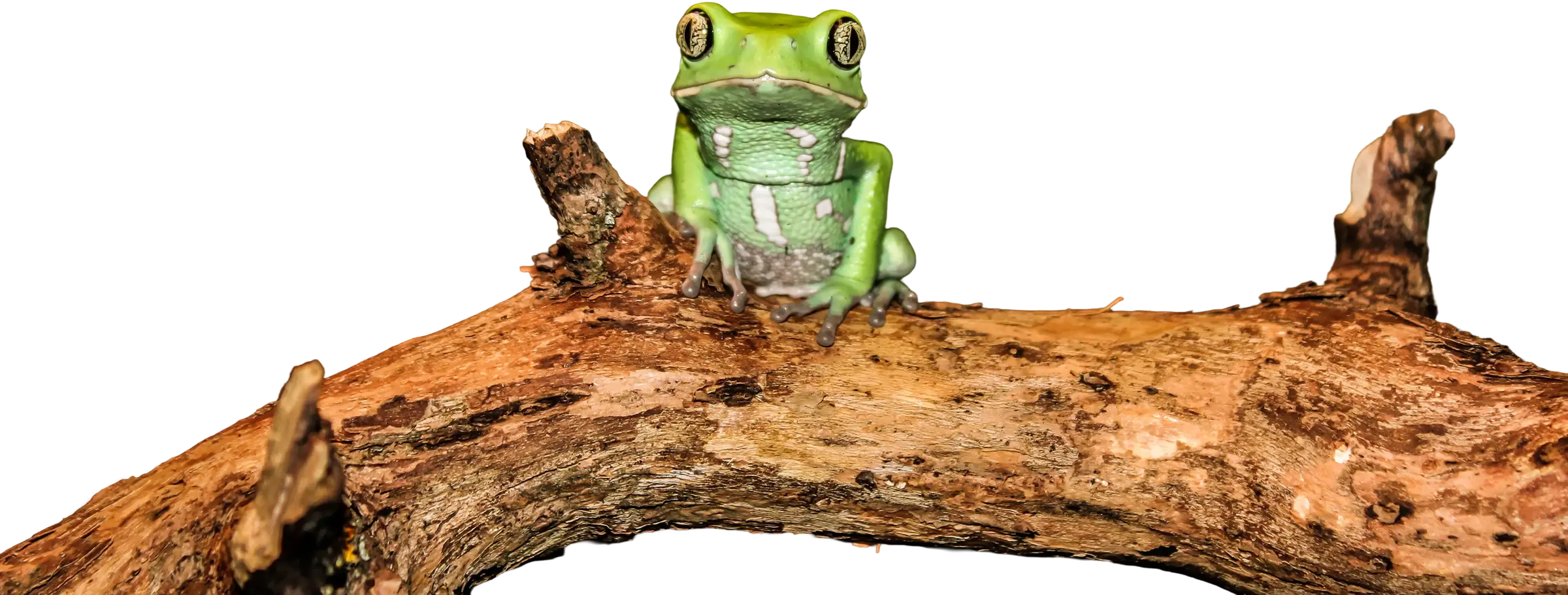 A green tree frog perched on a fallen log.